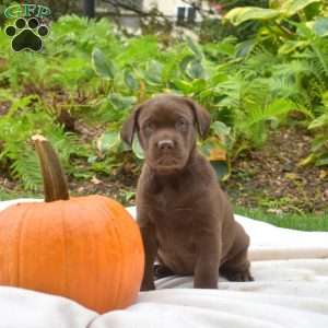 Tracker, Chocolate Labrador Retriever Puppy