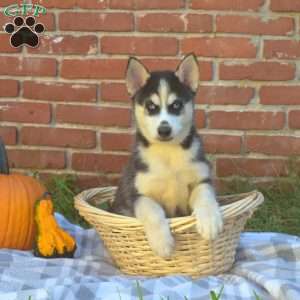 Tracker, Siberian Husky Puppy