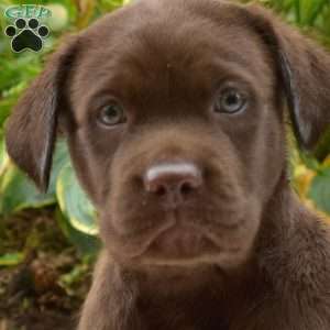 Tracker, Chocolate Labrador Retriever Puppy