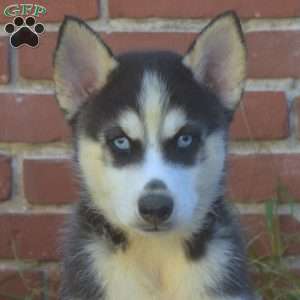 Tracker, Siberian Husky Puppy