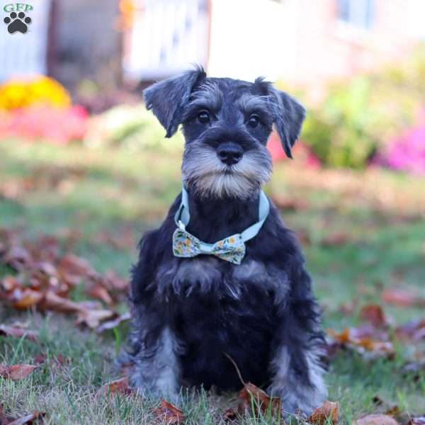 Trevor, Miniature Schnauzer Puppy