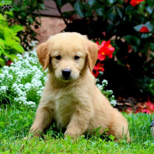 Trevor, Golden Retriever Puppy