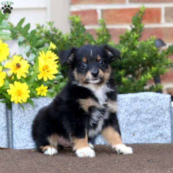 Trevor, Miniature Australian Shepherd Puppy