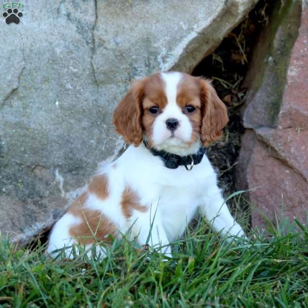 Trevor, Cavalier King Charles Spaniel Puppy