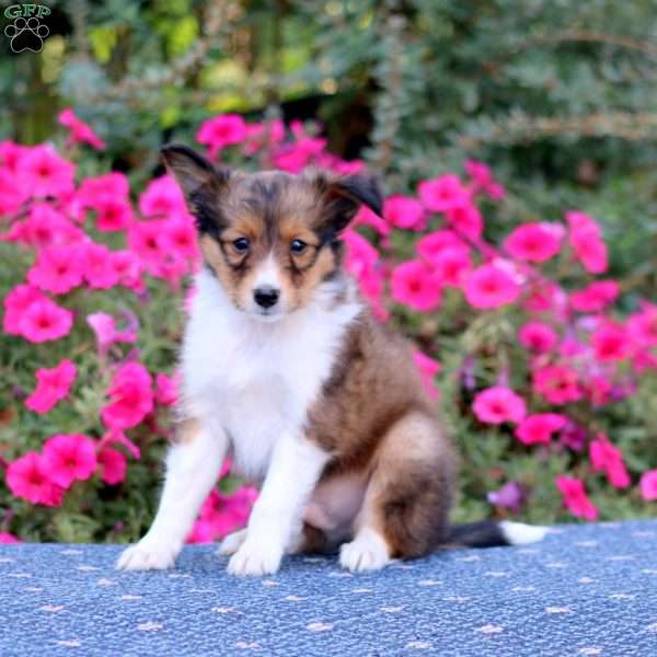 Trevor, Sheltie Puppy