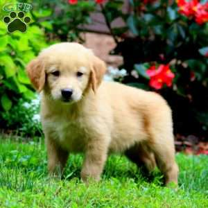 Trevor, Golden Retriever Puppy