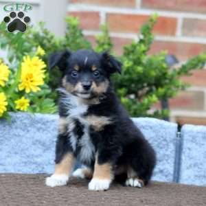 Trevor, Miniature Australian Shepherd Puppy