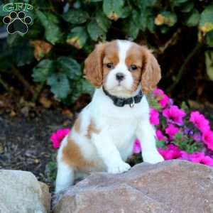 Trevor, Cavalier King Charles Spaniel Puppy
