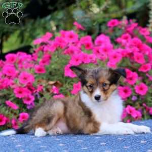 Trevor, Sheltie Puppy
