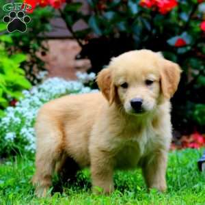 Trevor, Golden Retriever Puppy