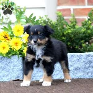Trevor, Miniature Australian Shepherd Puppy