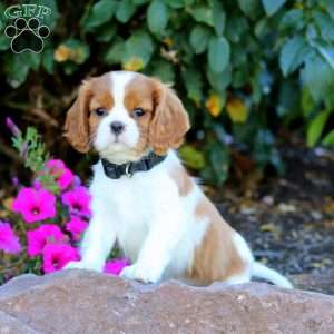 Trevor, Cavalier King Charles Spaniel Puppy