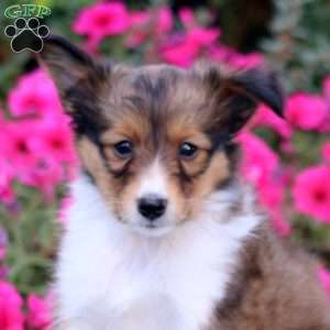 Trevor, Sheltie Puppy