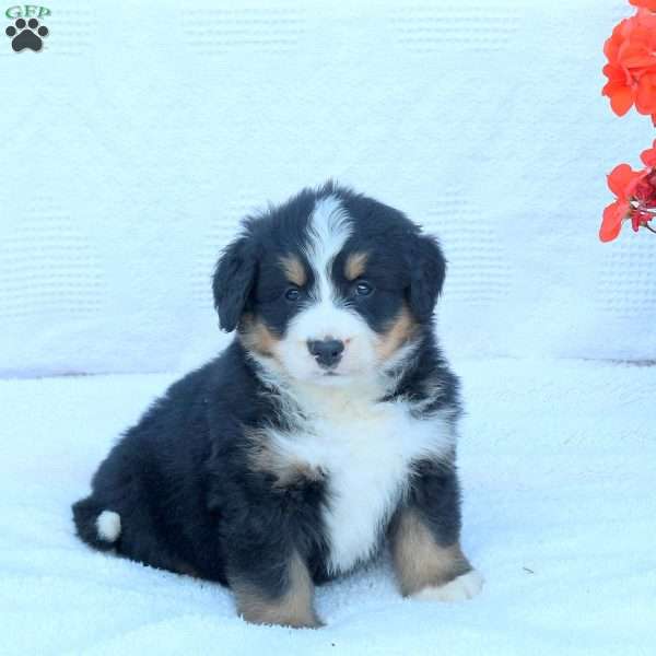Trixie, Bernese Mountain Dog Puppy