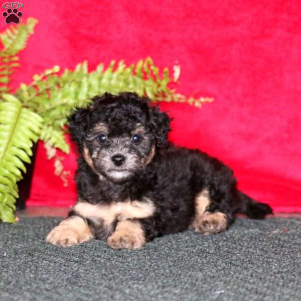 Trixie, Maltipoo Puppy