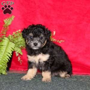 Trixie, Maltipoo Puppy