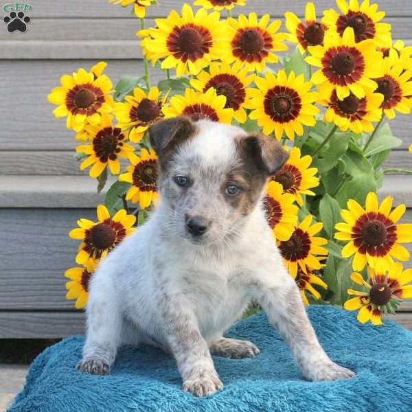 Trooper, Blue Heeler – Australian Cattle Dog Puppy
