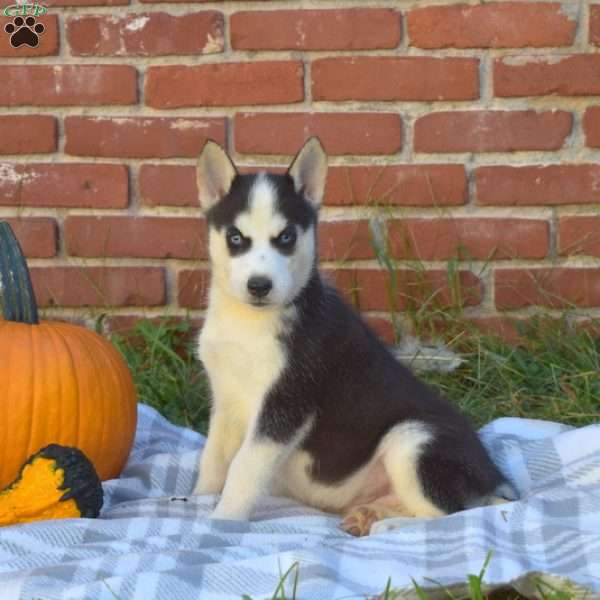 Trooper, Siberian Husky Puppy
