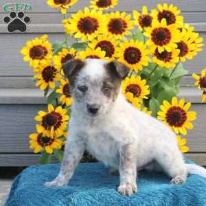 Trooper, Blue Heeler – Australian Cattle Dog Puppy