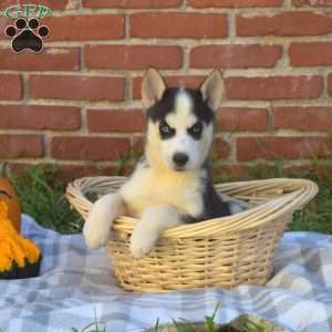 Trooper, Siberian Husky Puppy