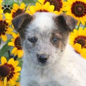 Trooper, Blue Heeler – Australian Cattle Dog Puppy