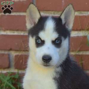 Trooper, Siberian Husky Puppy