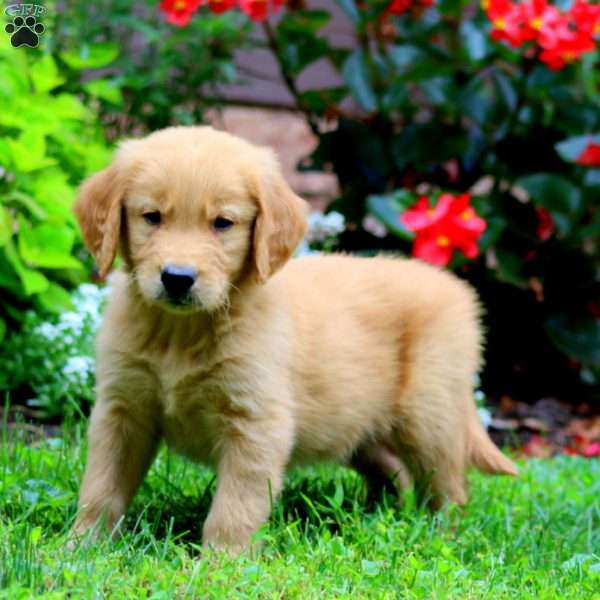 Troy, Golden Retriever Puppy