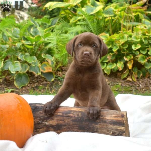 Truffles, Chocolate Labrador Retriever Puppy