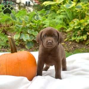 Truffles, Chocolate Labrador Retriever Puppy