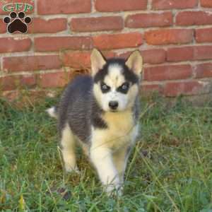 Truffles, Siberian Husky Puppy