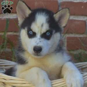 Truffles, Siberian Husky Puppy