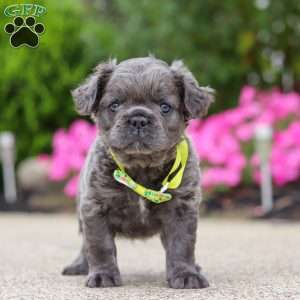 Tuck, French Bulldog Puppy