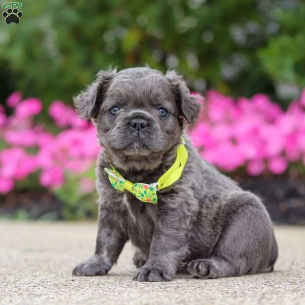 Tuck, French Bulldog Puppy