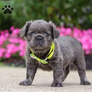 Tuck, French Bulldog Puppy