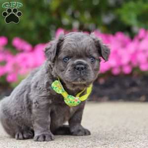 Tuck, French Bulldog Puppy