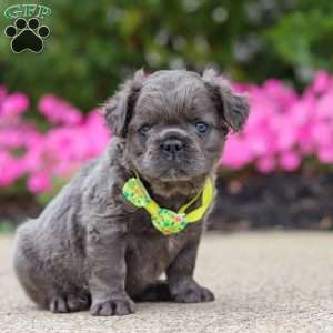 Tuck, French Bulldog Puppy