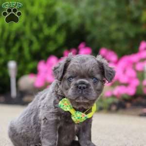 Tuck, French Bulldog Puppy