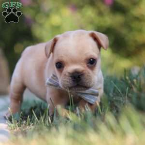 Tucker, French Bulldog Puppy