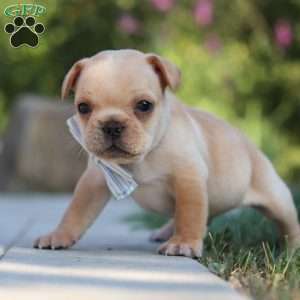 Tucker, French Bulldog Puppy