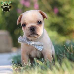 Tucker, French Bulldog Puppy