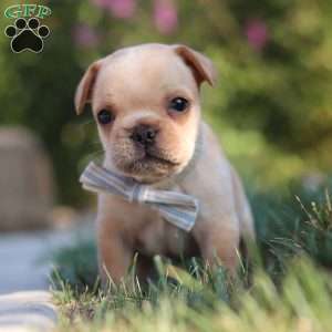 Tucker, French Bulldog Puppy