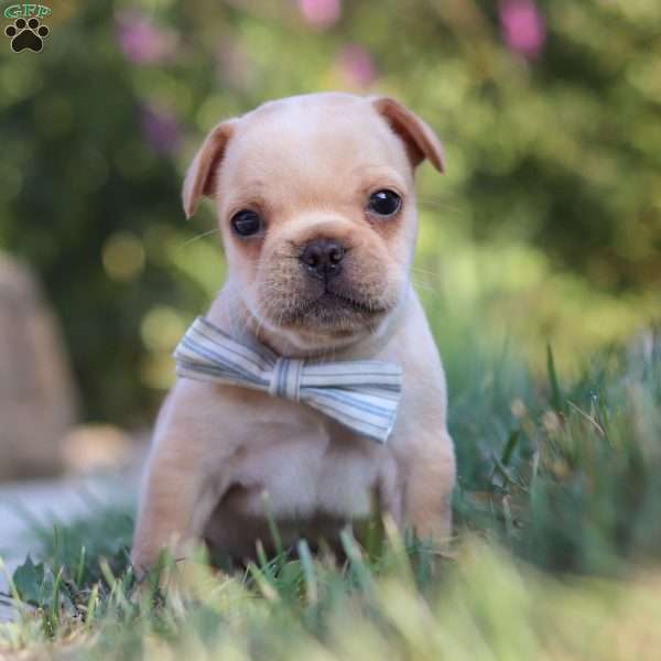 Tucker, French Bulldog Puppy