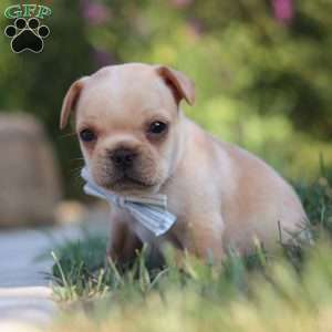 Tucker, French Bulldog Puppy