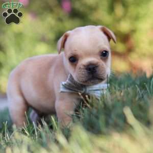 Tucker, French Bulldog Puppy