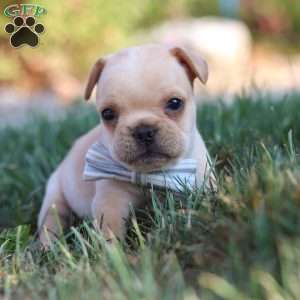 Tucker, French Bulldog Puppy