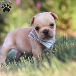 Tucker, French Bulldog Puppy