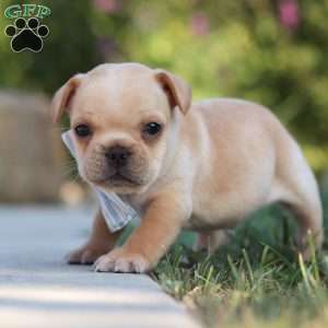 Tucker, French Bulldog Puppy