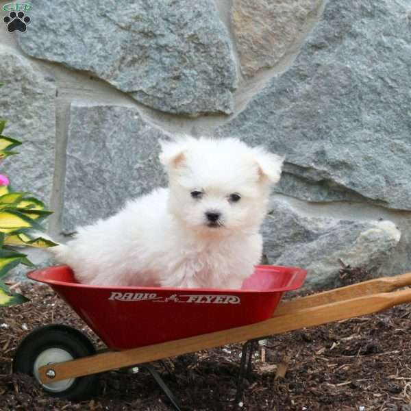 Tucker, Maltese Puppy