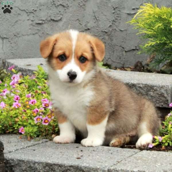 Tucker, Pembroke Welsh Corgi Puppy