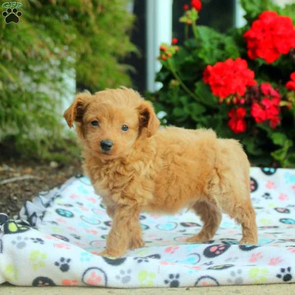 Tucker, Mini Goldendoodle Puppy